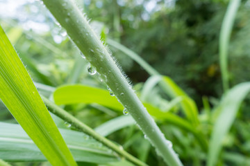 Obraz premium dew on grass