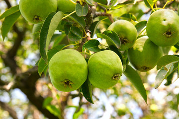 Pear fruits on the tree in the fruit garden.