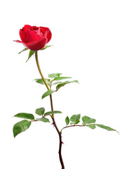 Fototapeta premium beautiful red rose isolated on white background