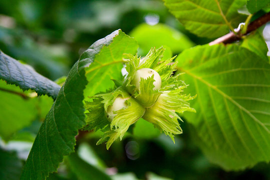 Green hazelnuts are growing on the tree.