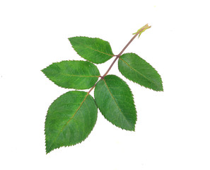 rose leaves isolated on white background