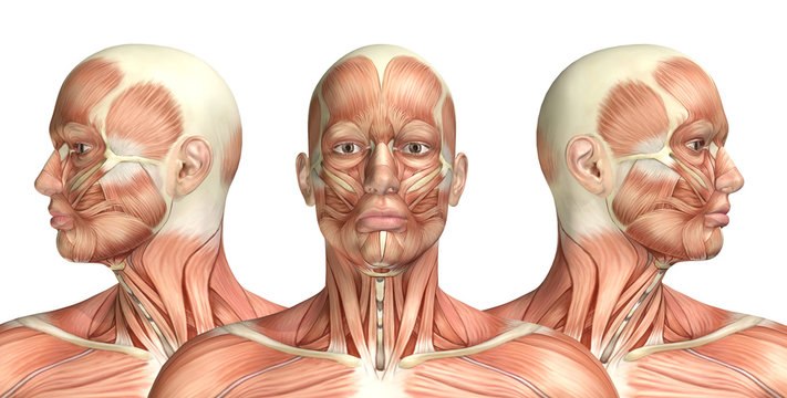 Skinless Face Images – Browse 230 Stock Photos, Vectors, and Video | Adobe  Stock
