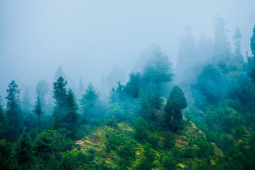 Fog in the morning forest