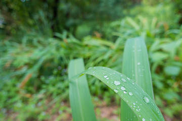 Obraz premium dew on grass