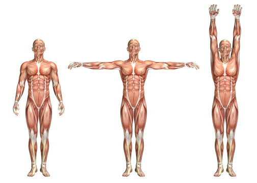 3D medical figure showing shoulder abduction and adduction