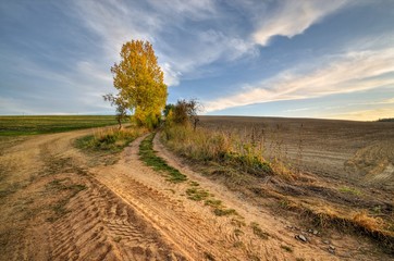 dirt road in fields