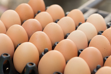 fresh organic eggs from chicken farm agriculture for sale