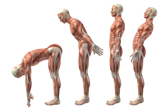 3D medical figure showing trunk flexion, extension and hyerexten