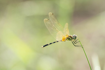 dragonfly to hold on grass