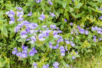 Fototapeta premium Beautiful blue flowers in the garden