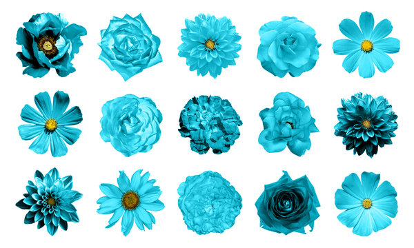 Mix collage of natural and surreal cyan flowers 15 in 1: dahlias, primulas, perennial aster, daisy flower, roses, peony isolated on white
