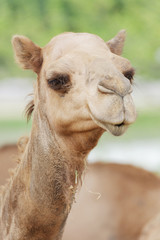 Fototapeta premium Close up camel in a zoo