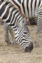 Fototapeta na wymiar Zebras gaze grass in the open zoo