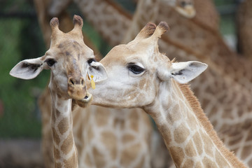 Naklejka premium Group of giraffe in a zoo