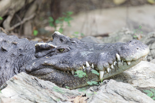 Crocodile laying on rock