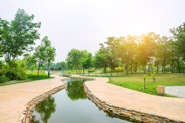 stream around the trees in a park