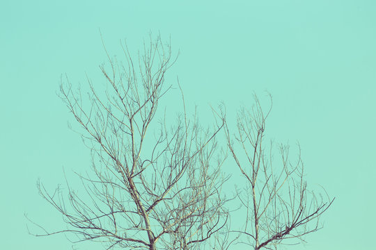 big dry tree white sky background, image used filter vintage