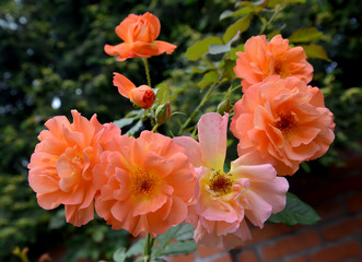 The blossoming roses of salmon color, close up