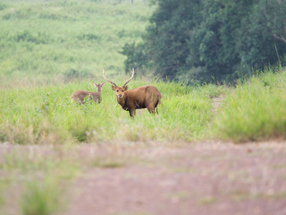 hog deer in open field,wildlife