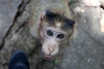 monkey. focus on the eyes