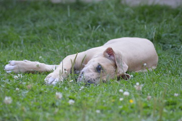 liegendes Doggenkind