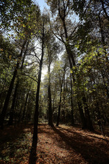 Fototapeta premium background trees in the forest