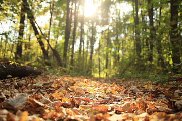 background autumn leaves in the park, nature