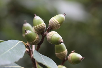 緑のドングリ