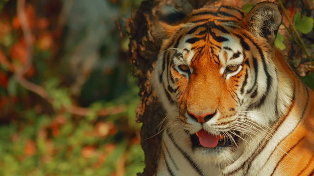 A close-up video portrait of a rare Siberian tiger facing the camera
