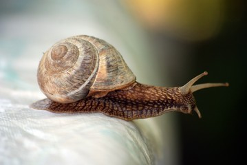 Garden snail