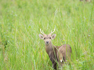 hog deer in open field,wildlife