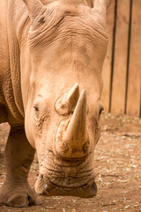 Obraz premium Nashorn