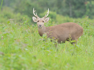 Naklejka na ściany i meble hog deer in open field,wildlife