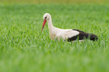 a white stork in a meadow