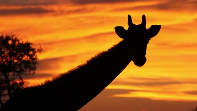 A giraffe silhouetted against a golden sunset sky.