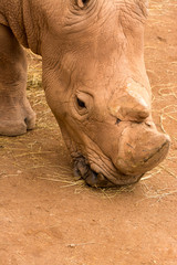 Obraz premium Nashorn