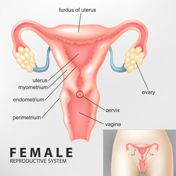 Diagram of Female reproductive system