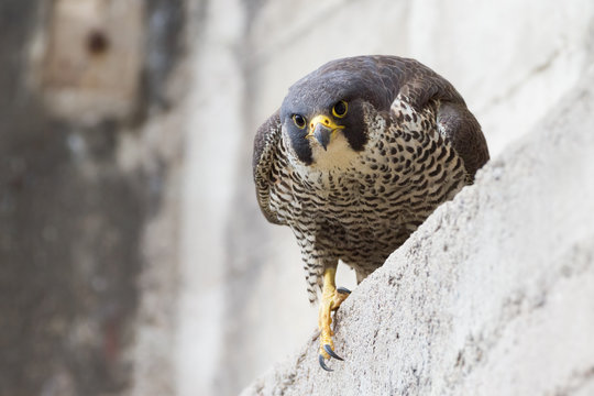 Perugrine Peregrine Images – Browse 33,474 Stock Photos, Vectors, and Video ...