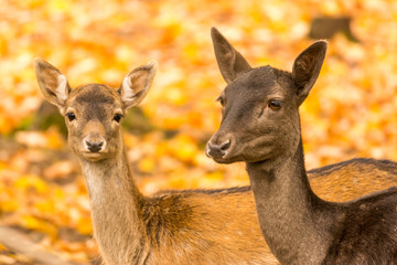 Rehe