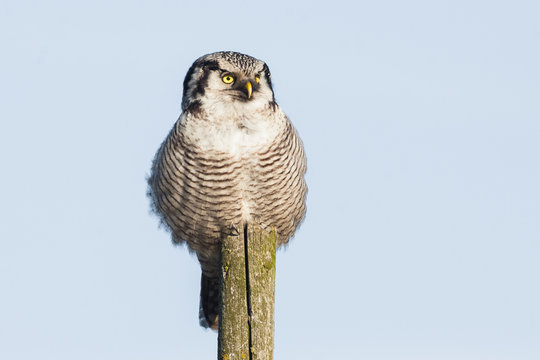 northern hawk owl (Surnia ulula) sitting on a branch