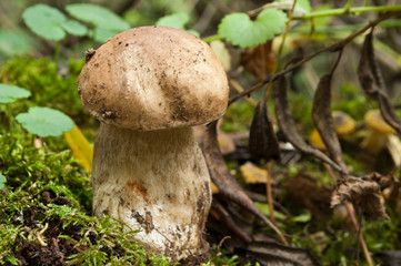 bolet dans la forêt sur tapis de mousse