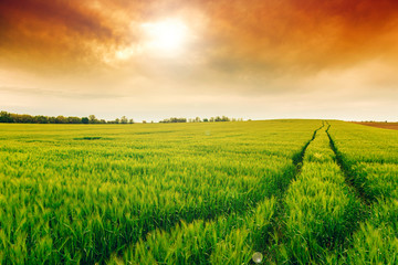Wheat field landscape with path
