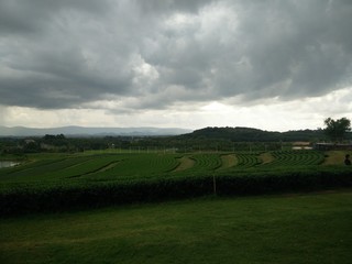 Obraz premium Tea plantation