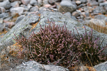 Closeup of branch of heather and rocks