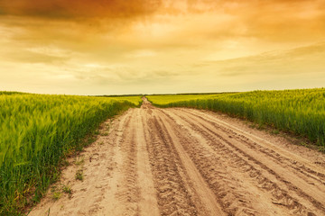 Summer landscape with green grass, road