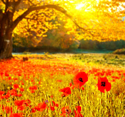Scenic landscape with poppies flowers and trees with yellow leav