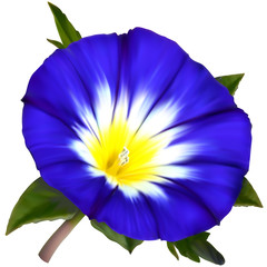 Ipomoea flower
