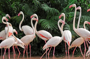 Crédence de cuisine en verre imprimé Flamant Group of pink flamingos