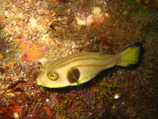 Kugelfisch