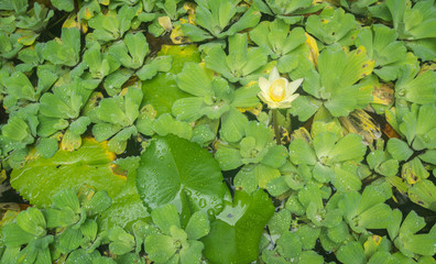 the single yellow lotus flower in pond selective focus